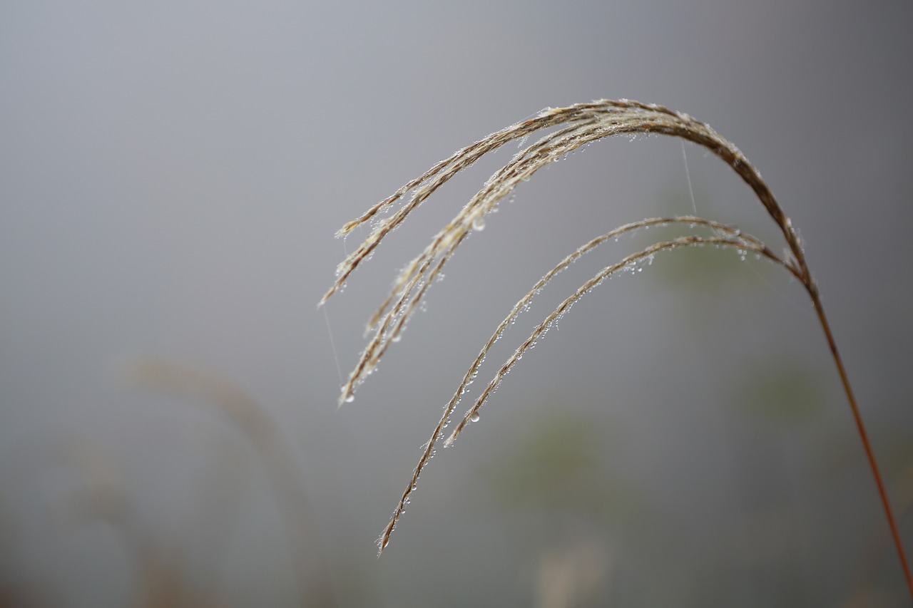 reed  fog  autumn free photo