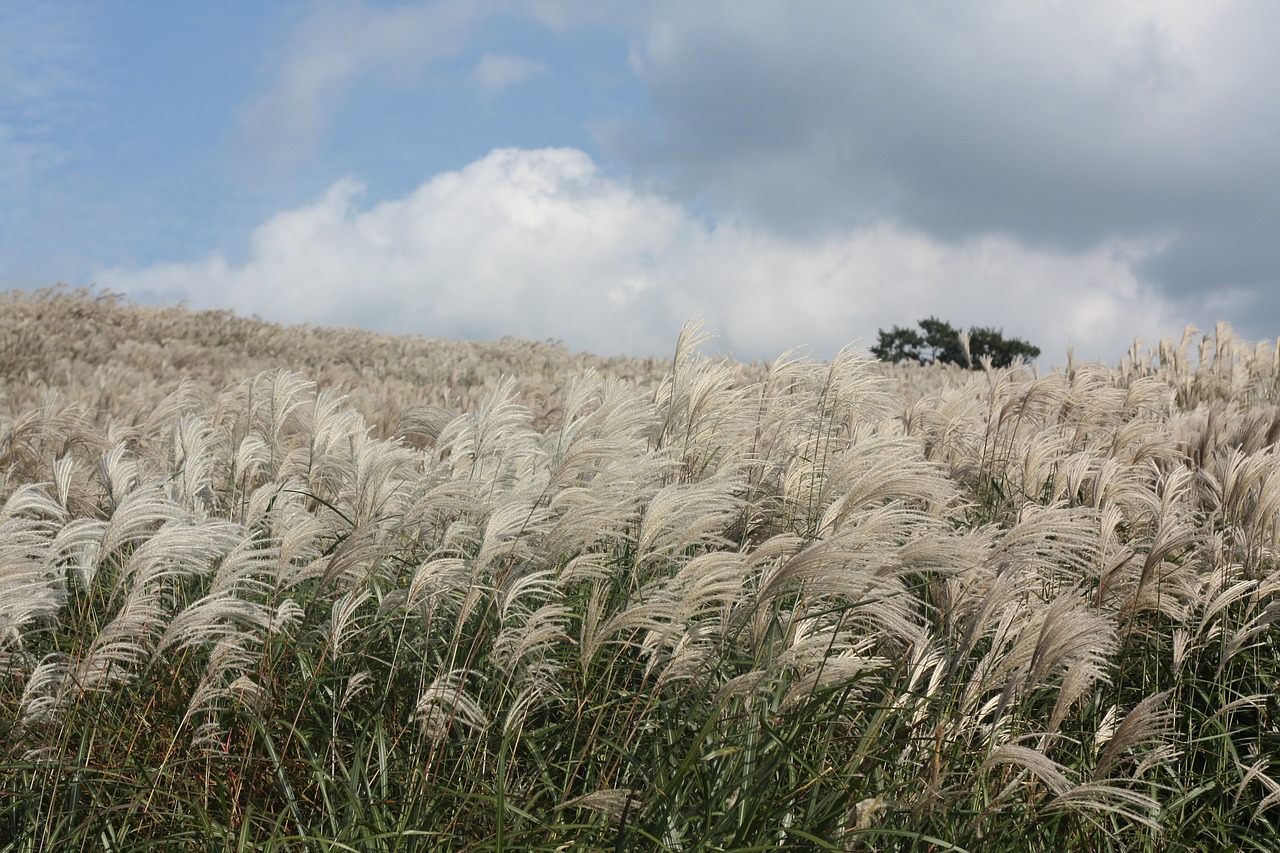 reed autumn jeju island free photo