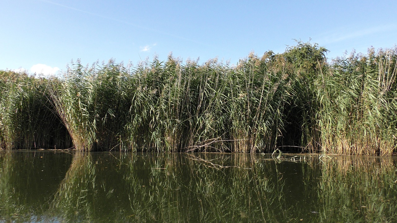 reed  water  water reed free photo