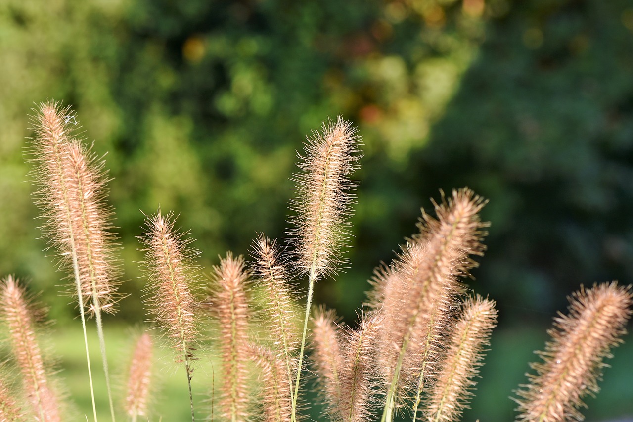 reed  plant  landscape free photo