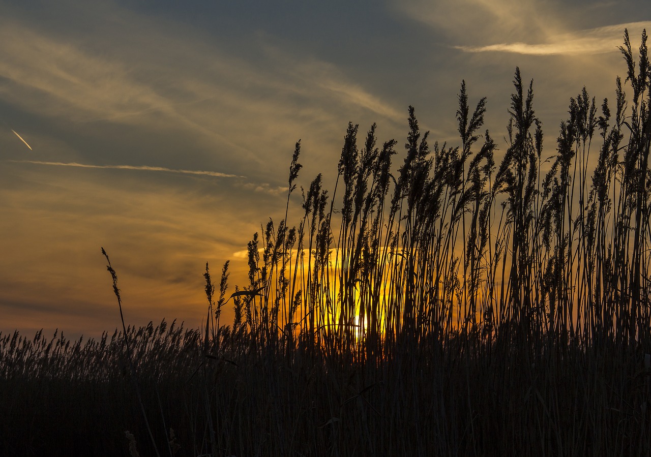 reed  sunset  silhouette free photo