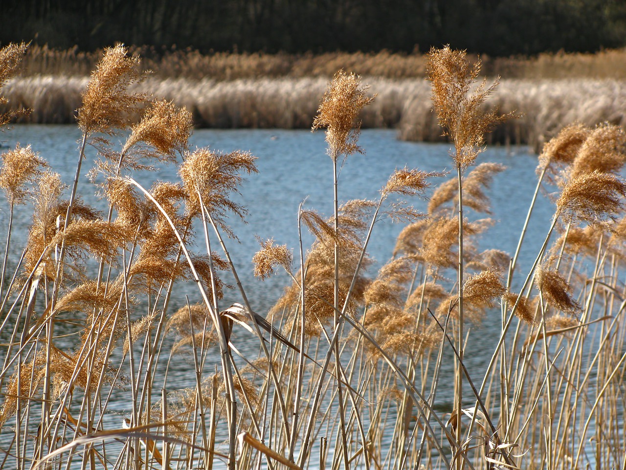 reed pond spring free photo