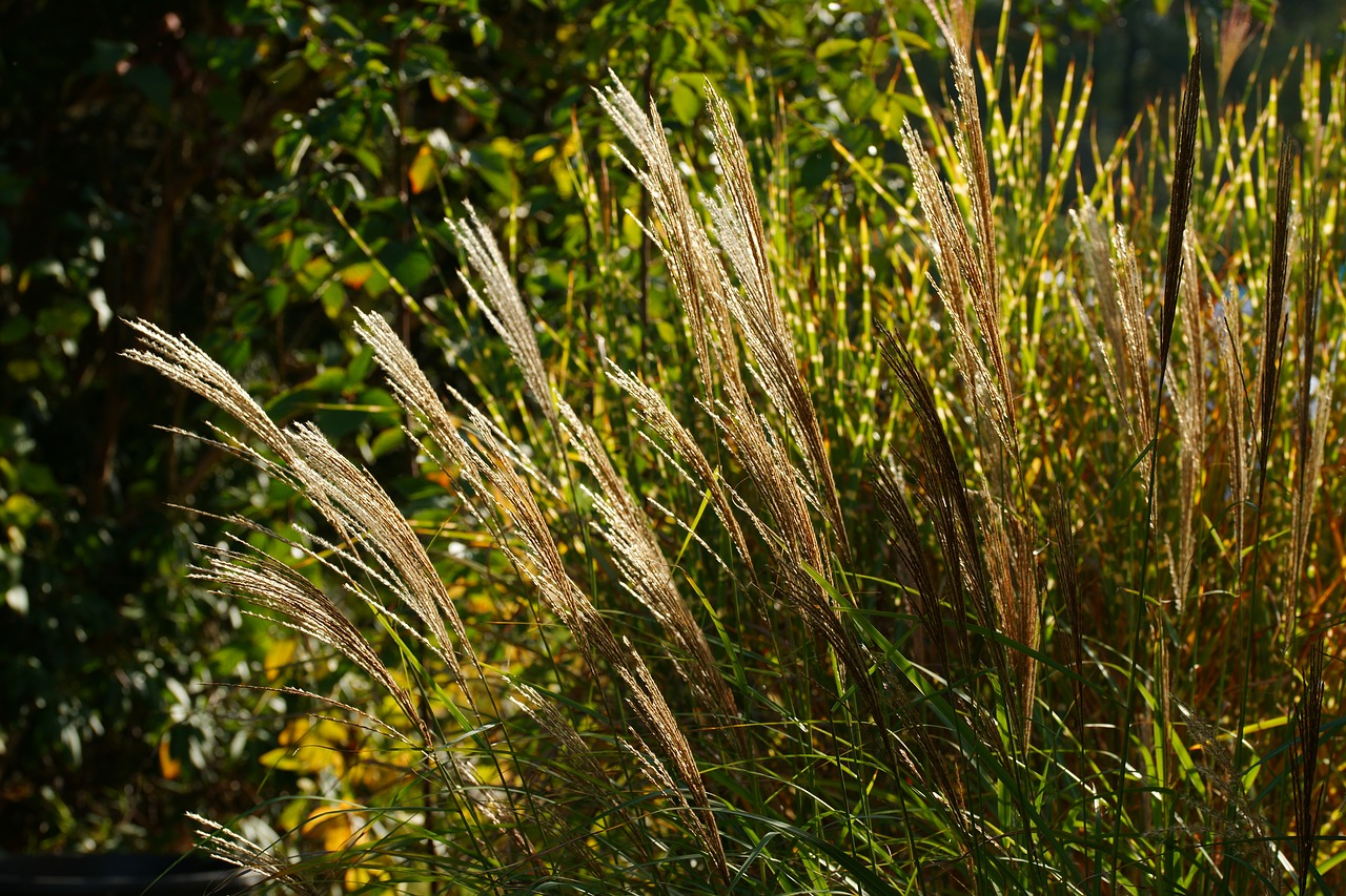 reed  garden  backlighting free photo