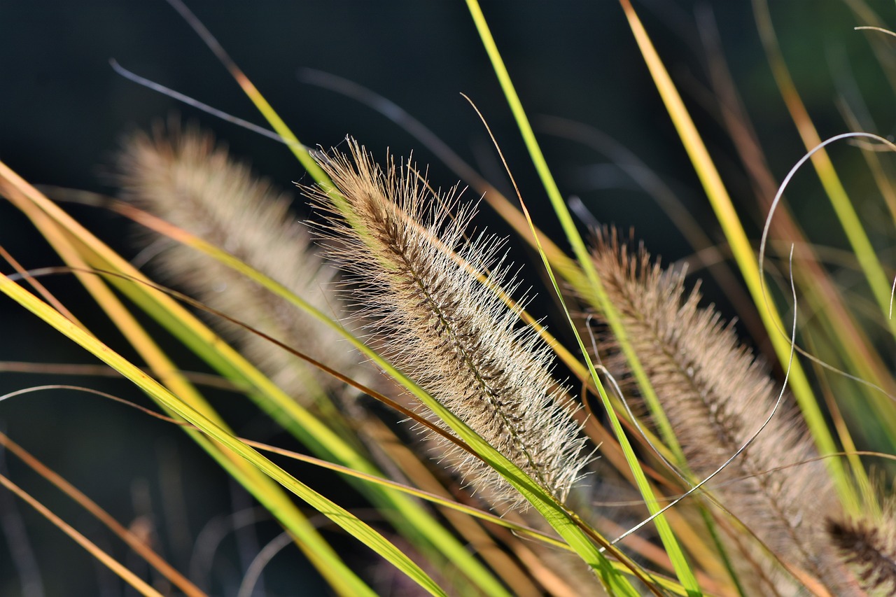 reed  plant  landscape free photo