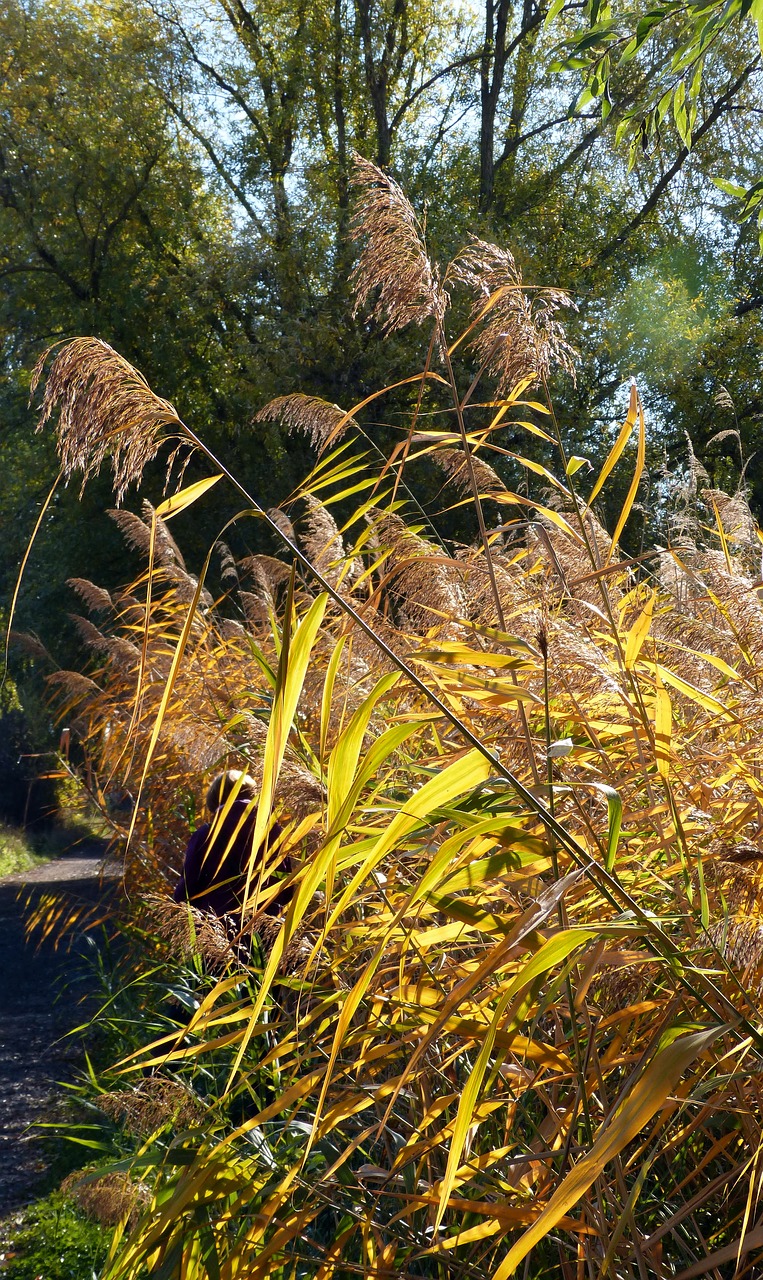 reed  autumn  nature free photo