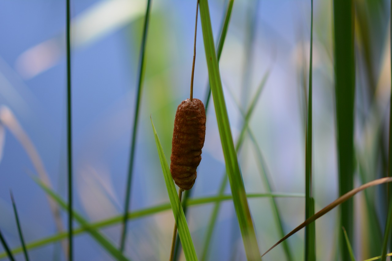 reed  water  pond free photo