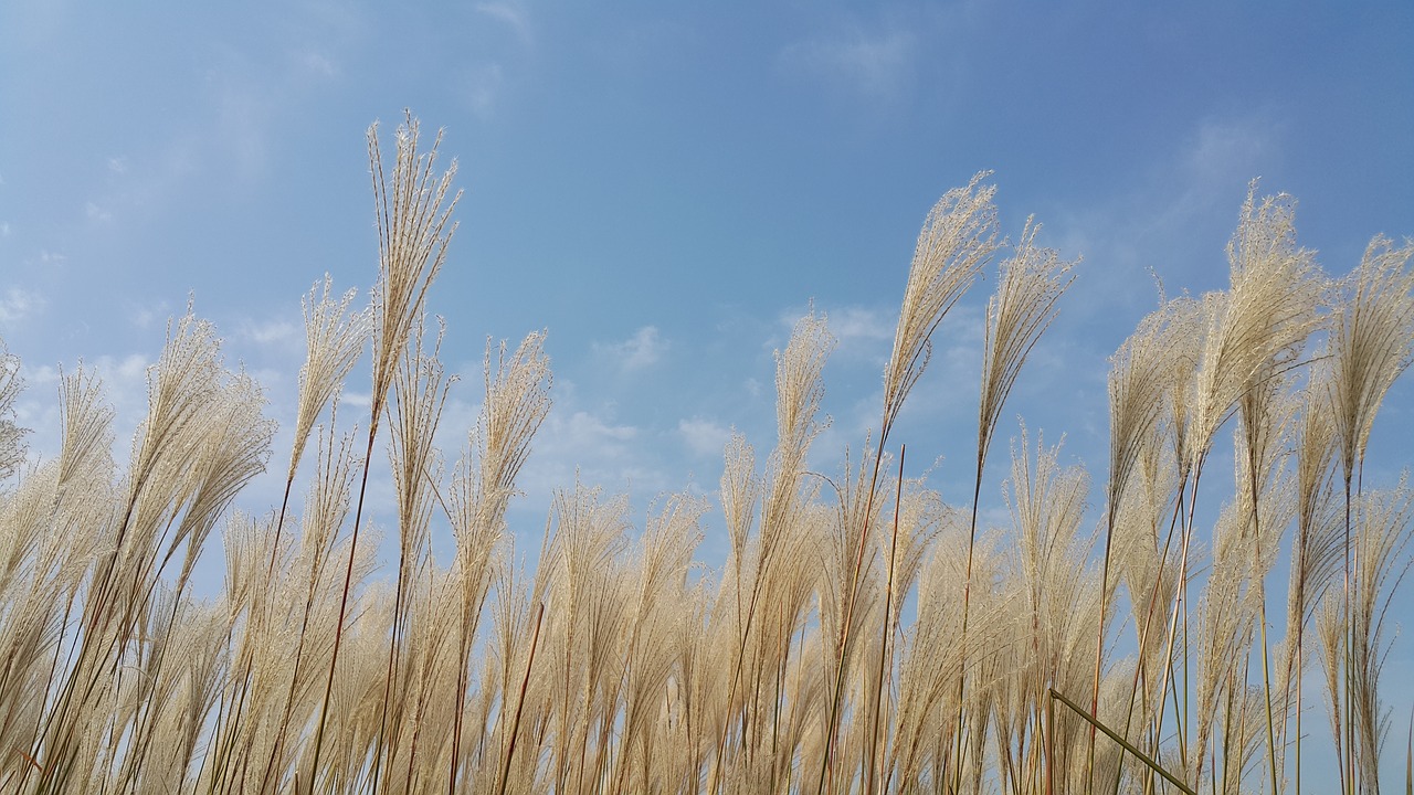 reed  autumn  nature free photo