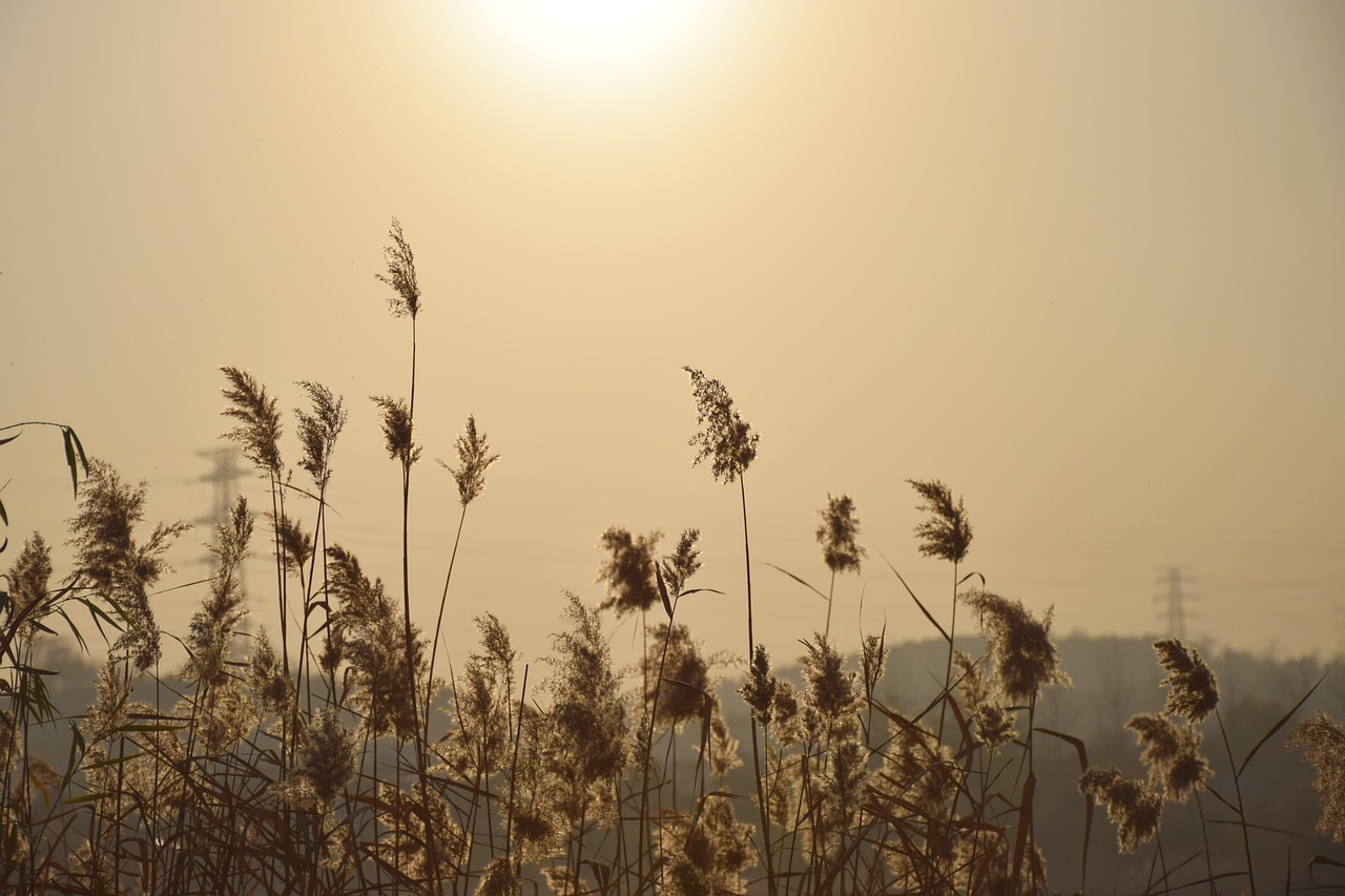 reed  sunshine  sunset free photo