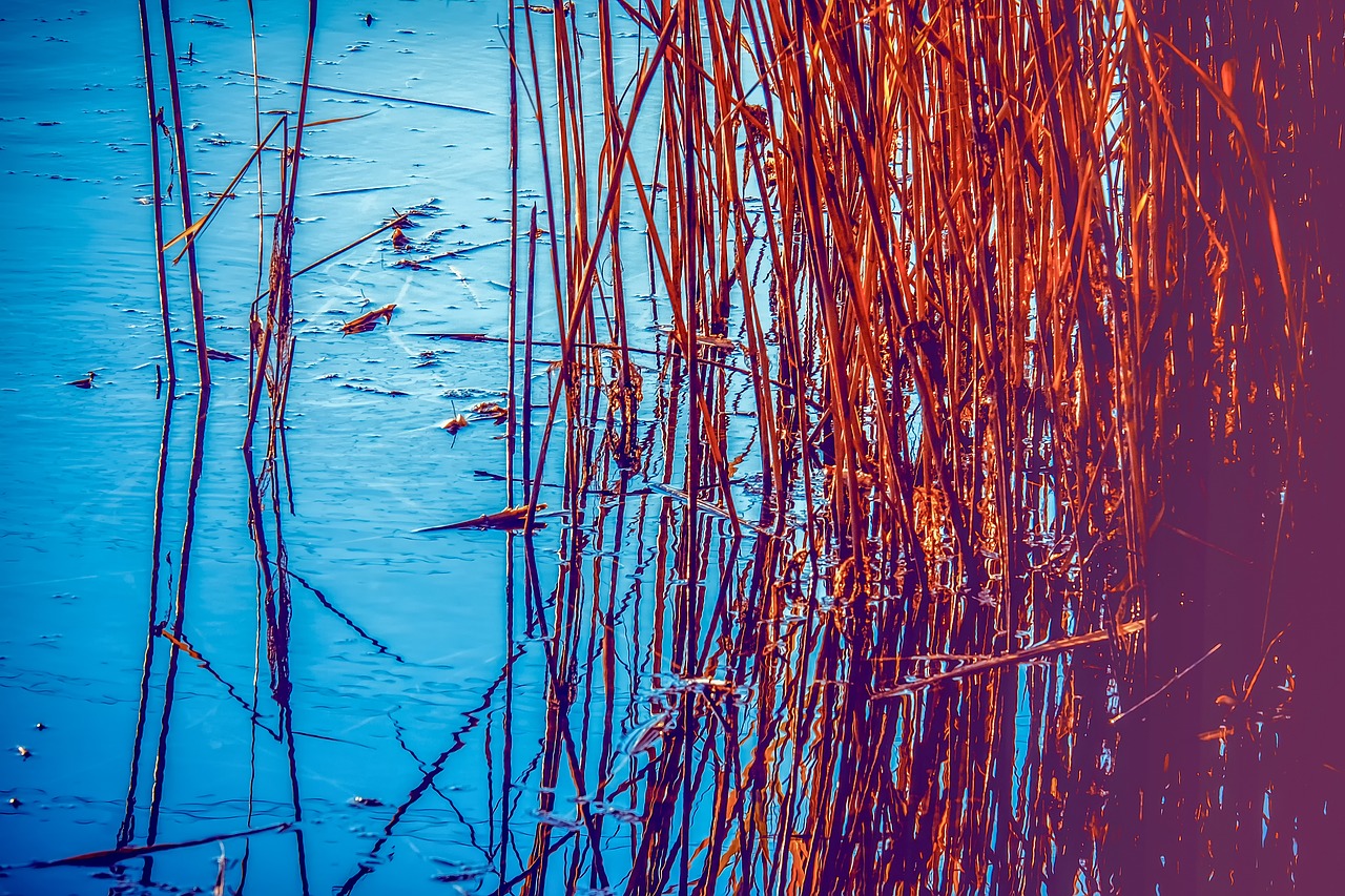 reed  plant  lake free photo