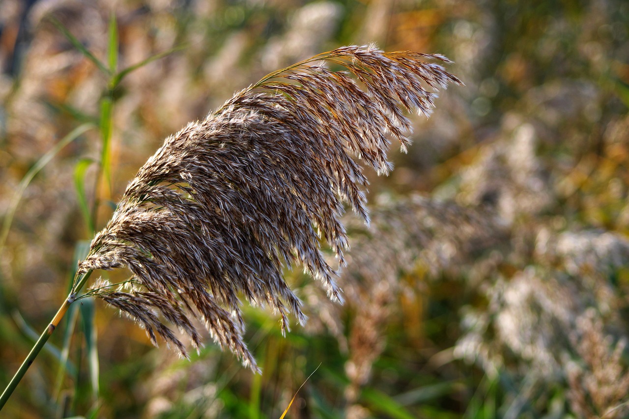 reed  plant  badesee free photo