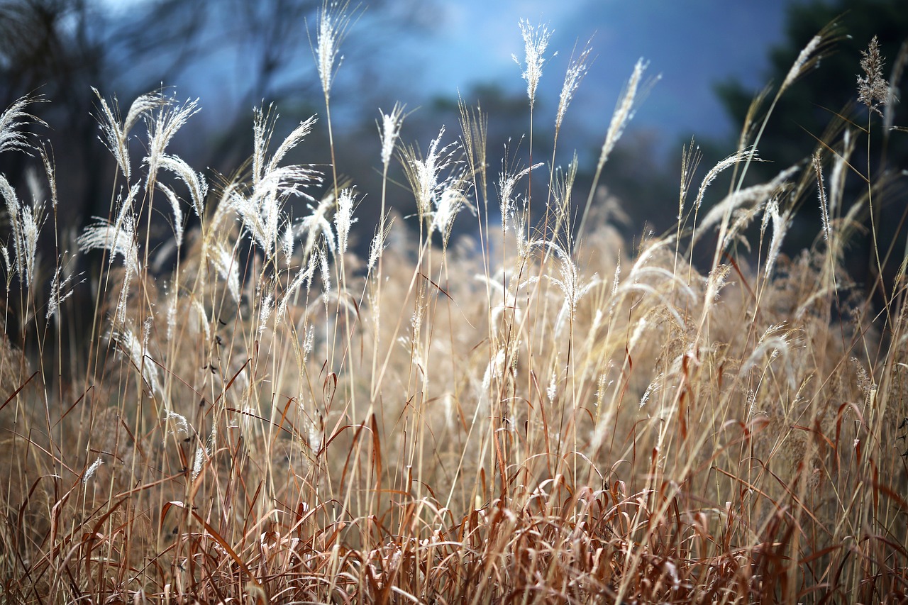 reed  autumn  nature free photo