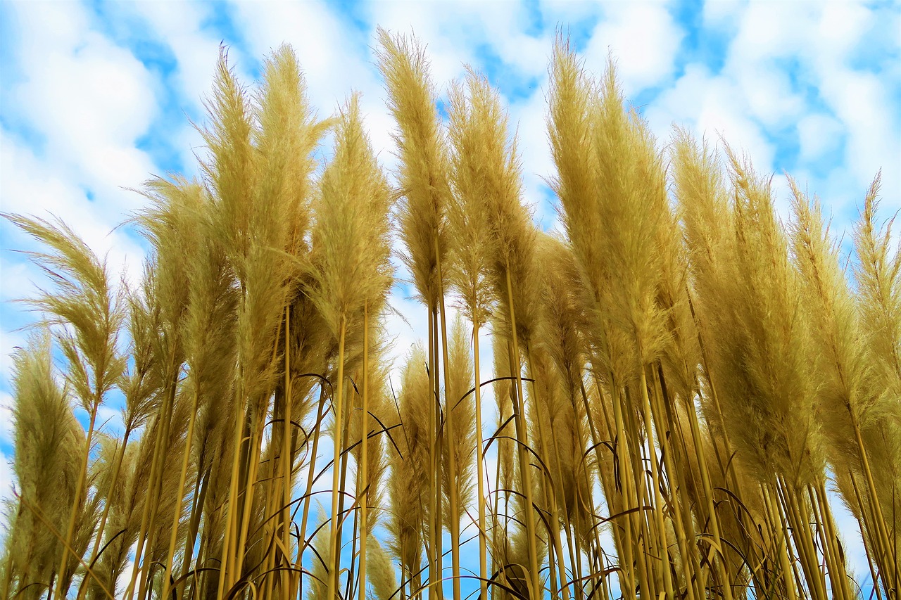 reed  plant  nature free photo