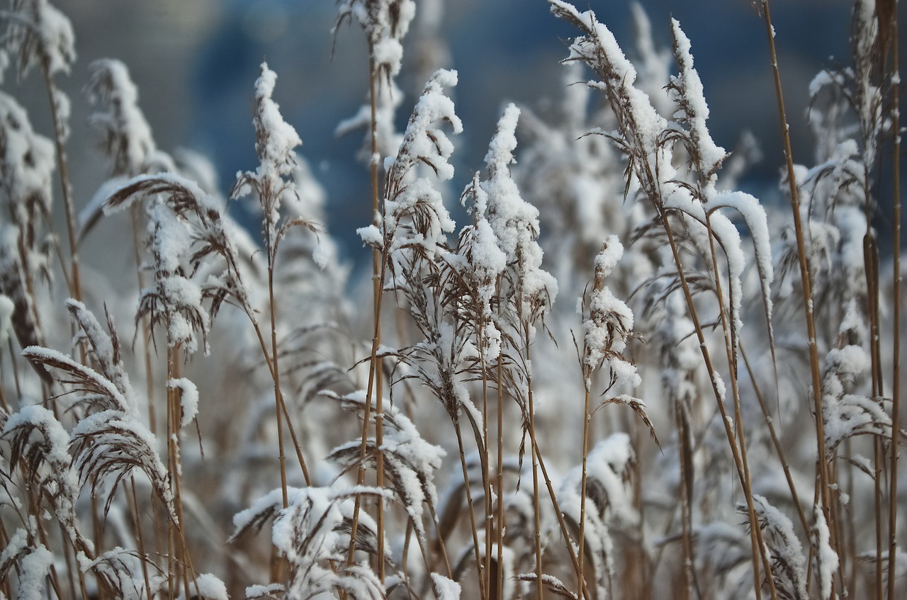 reed  reeds  snow free photo