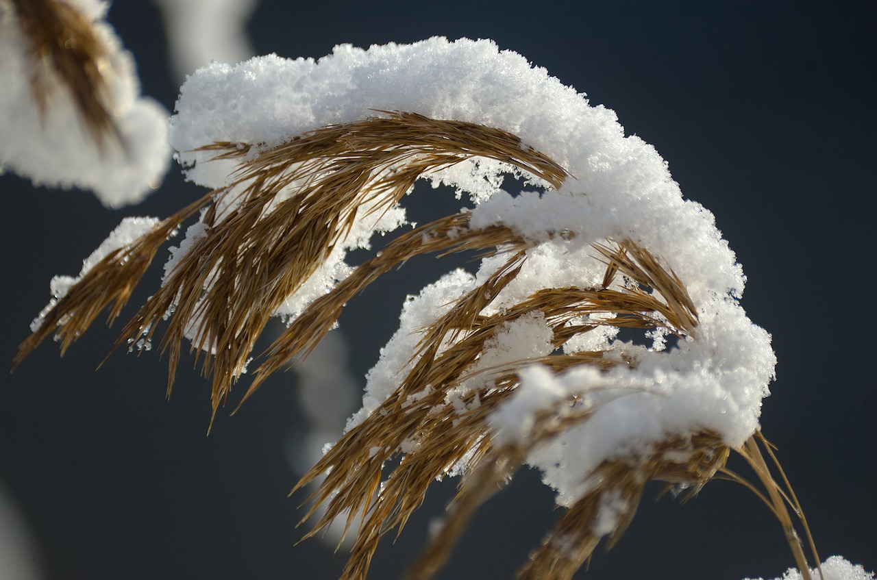 reed  reeds  snow free photo
