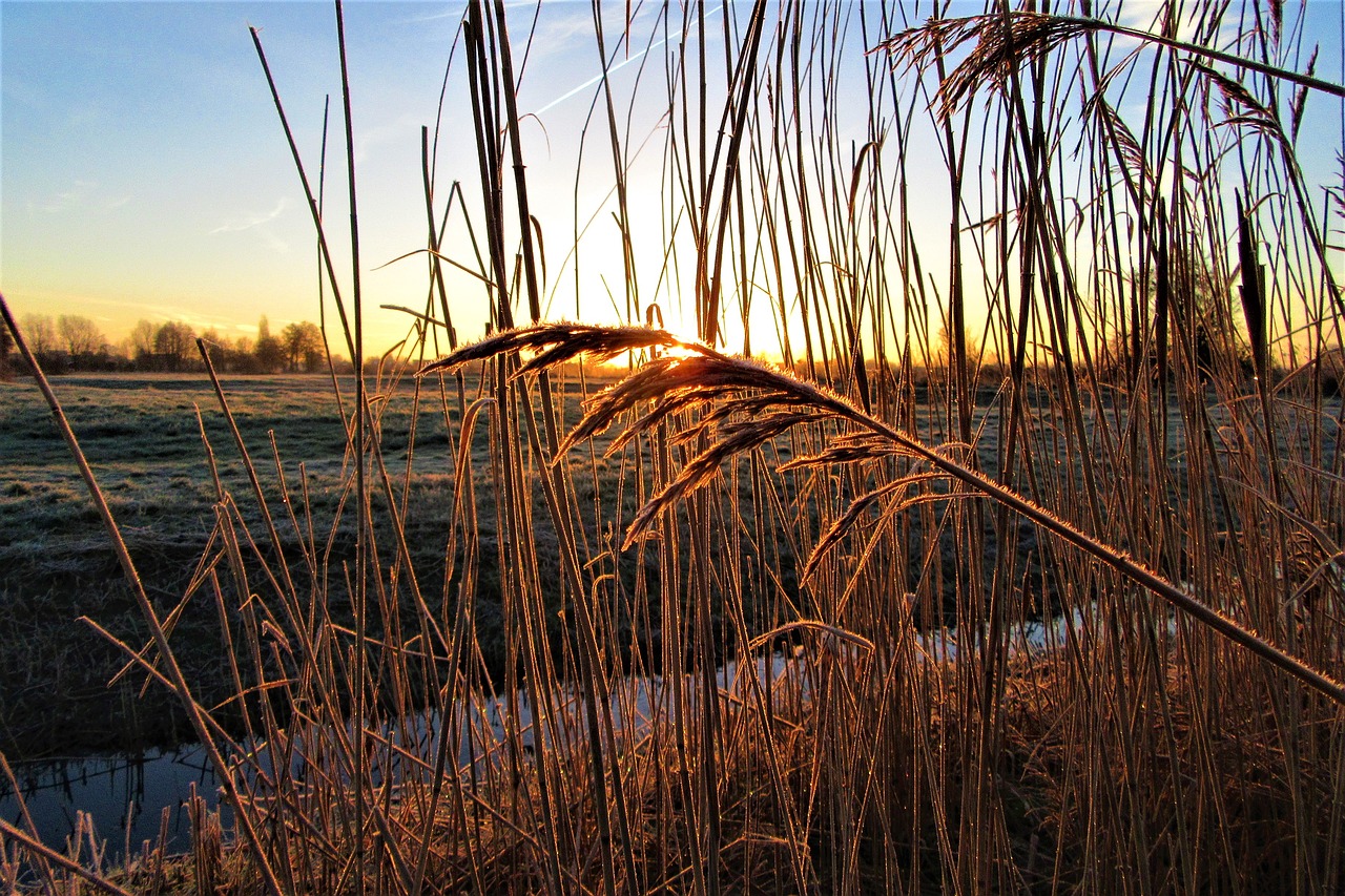 reed  sunrise  across free photo