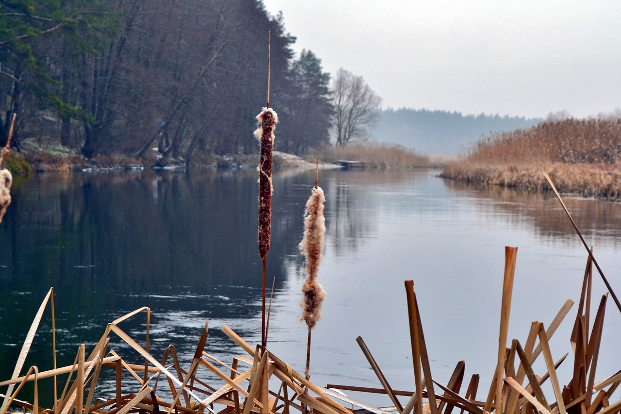 reed  river  nature free photo