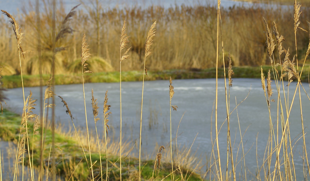 reed  water  lake free photo