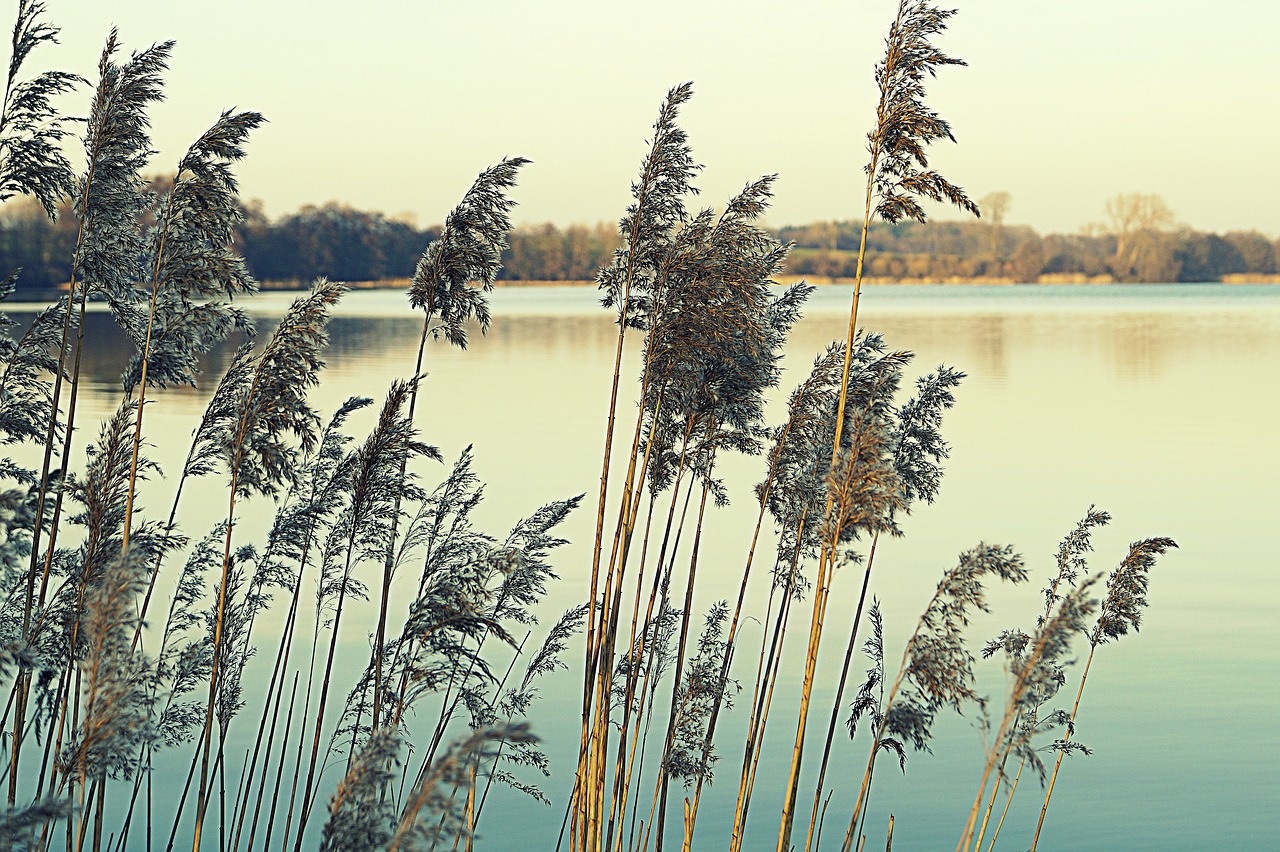 reed  sea grass  nature reserve free photo