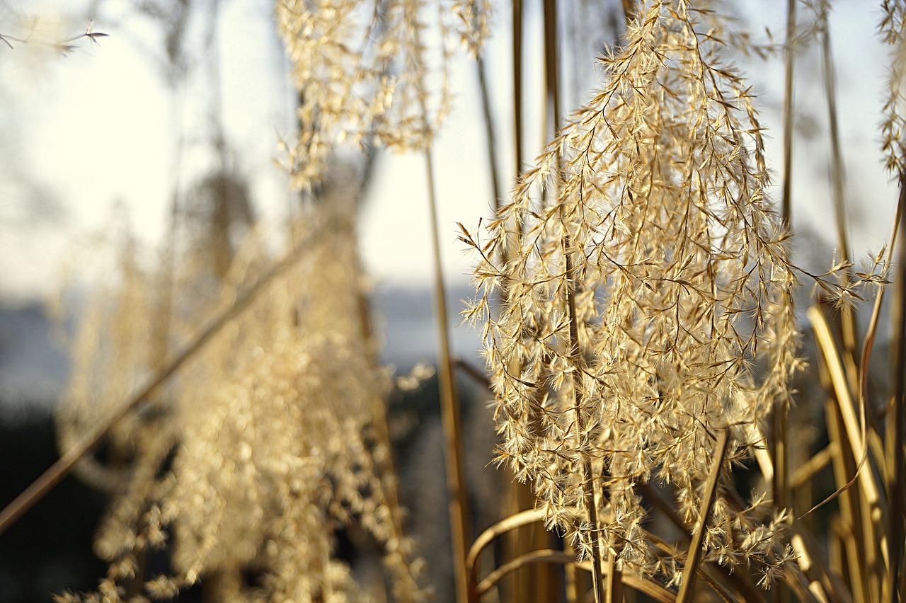 reed  filigree  close up free photo