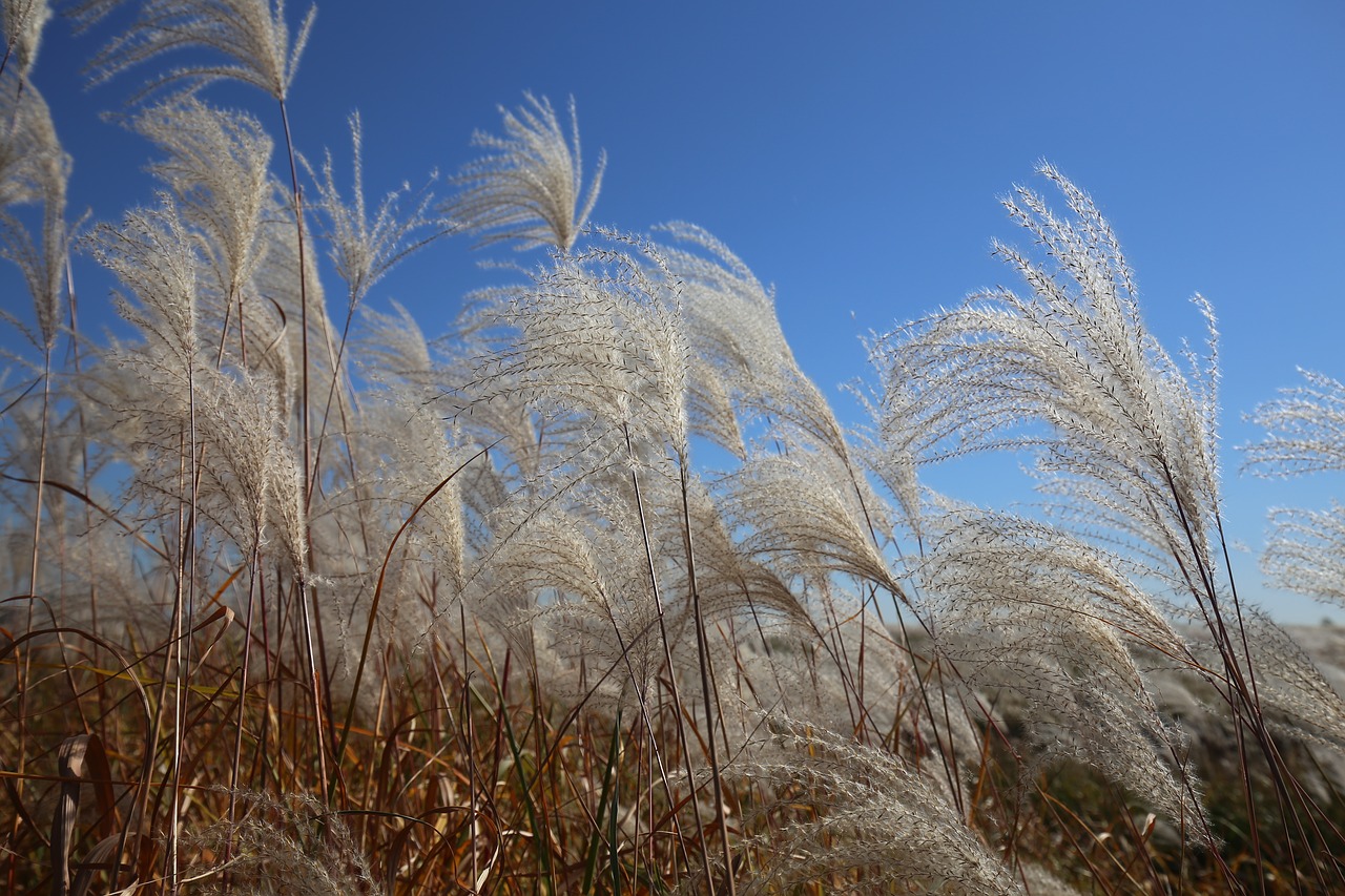 reed  wind  nature free photo