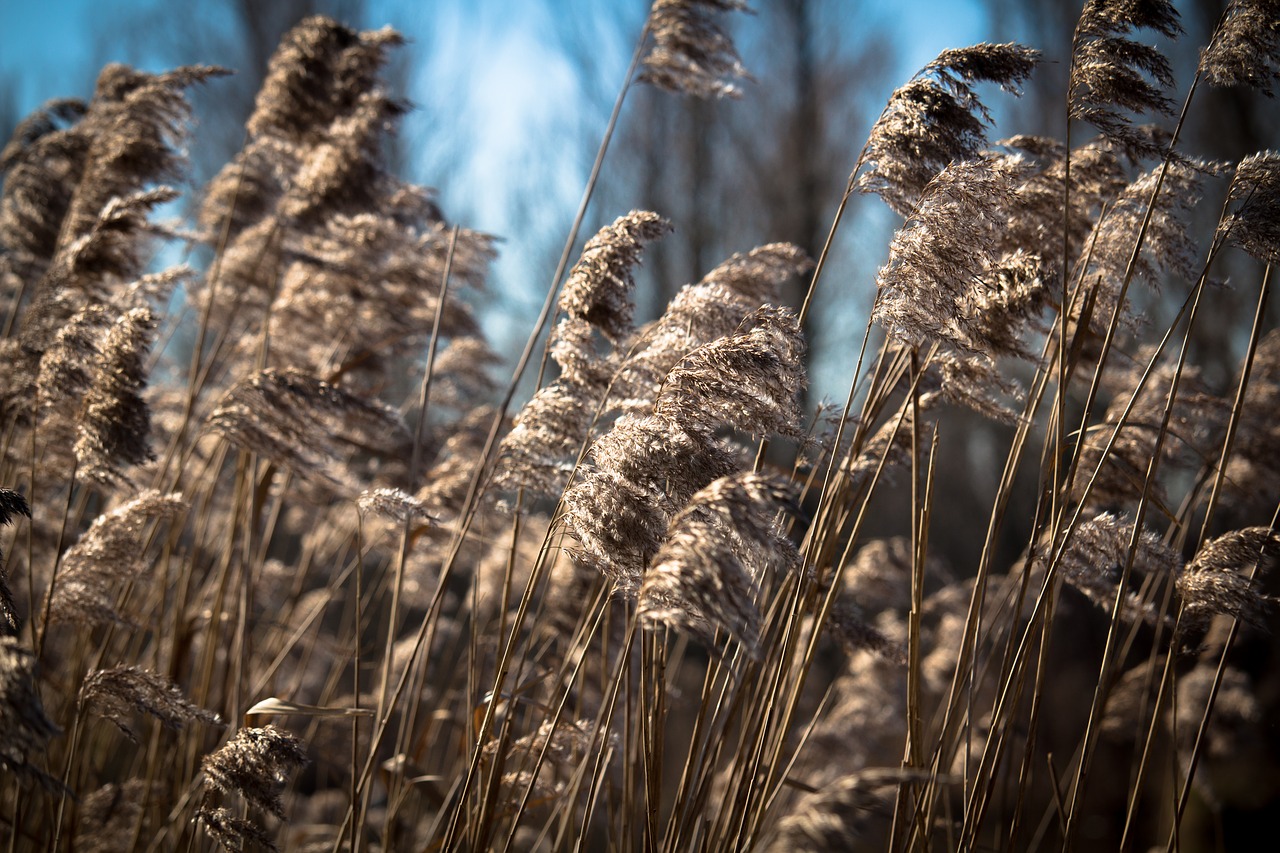 reed  water  landscape free photo