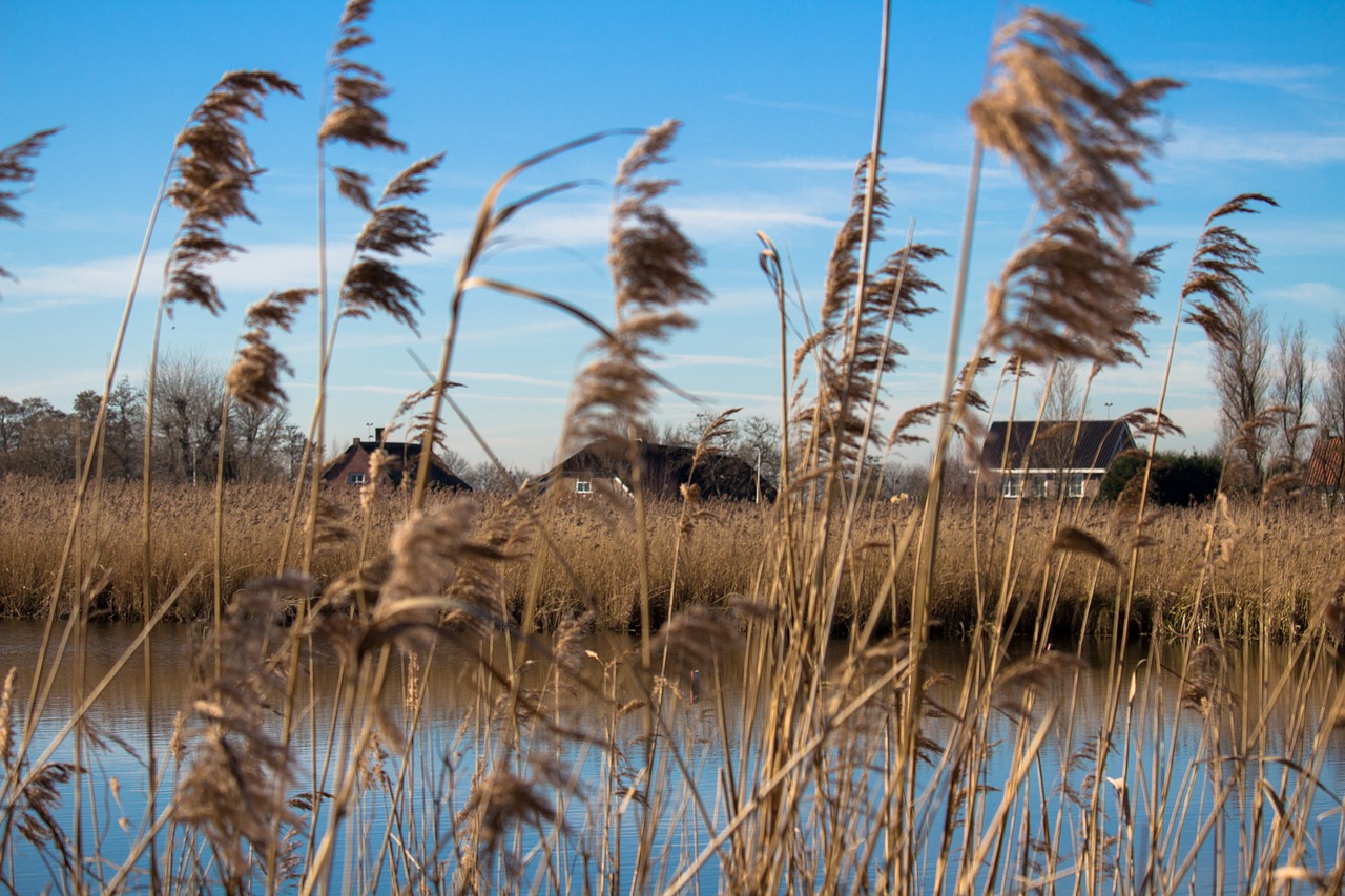 reed  water  holland free photo