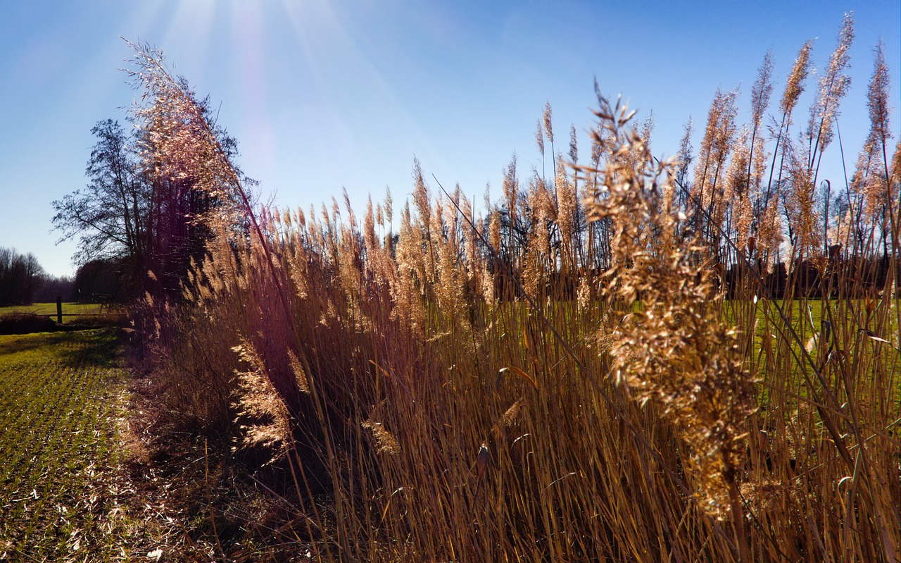 reed  nature  glowing free photo