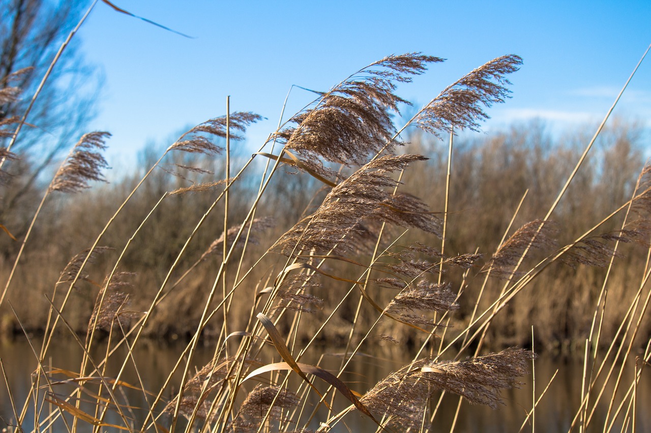 reed  reed plume  waterfront free photo