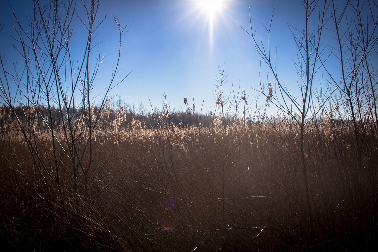 reed  swamp  nature free photo