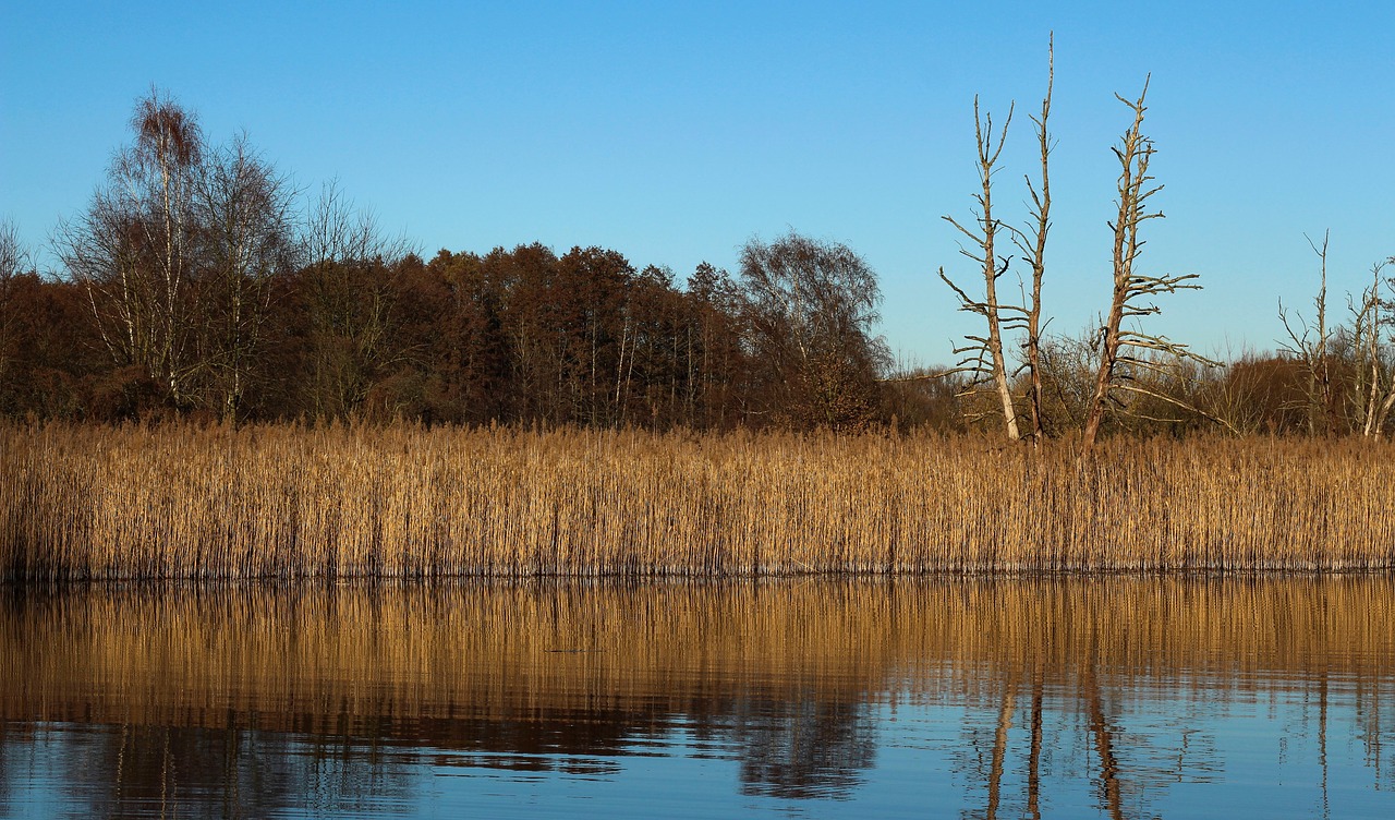 reed  lake  water free photo