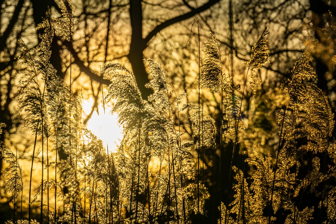 reed  hamburg  evening free photo