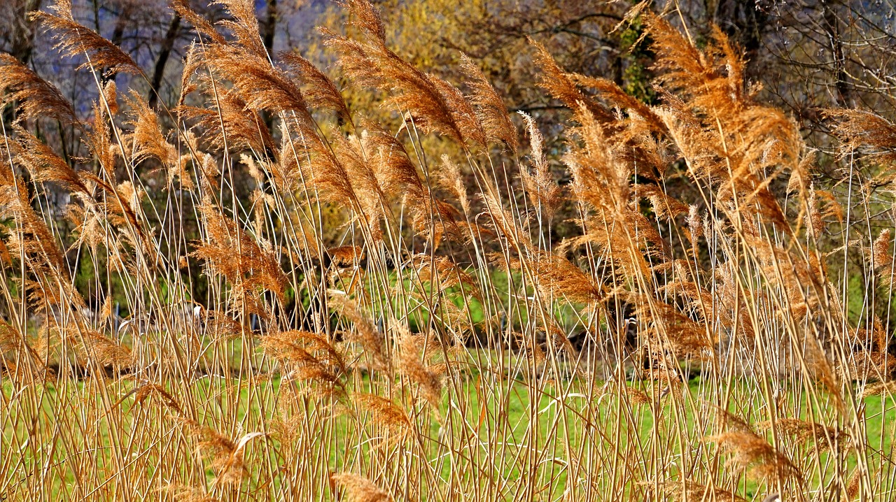 reed  grass  nature free photo