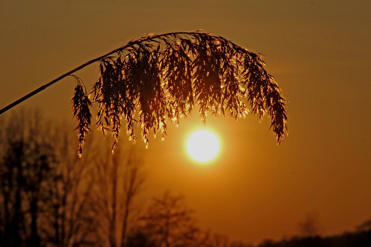 reed  sunset  sun free photo