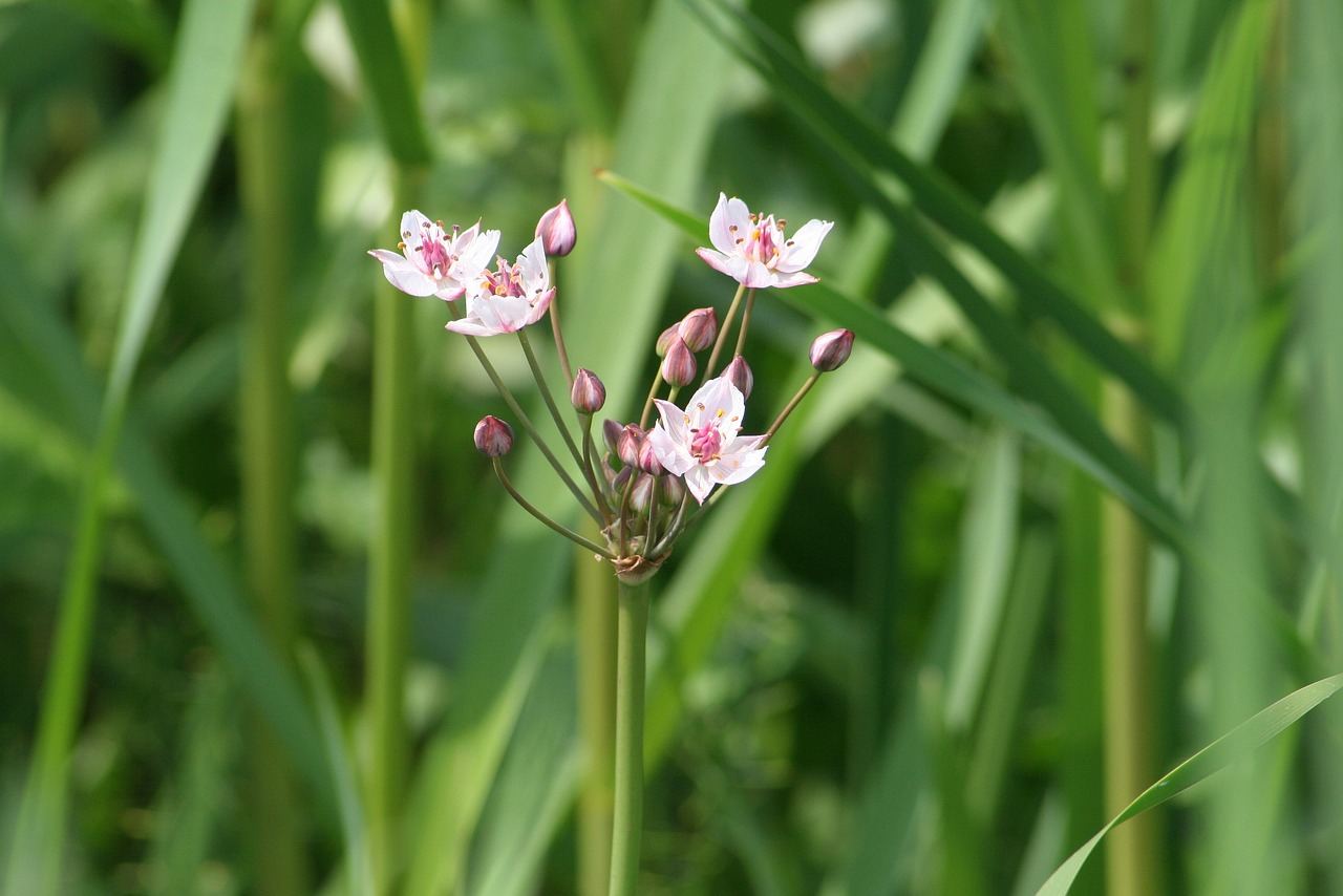 reed  flower  bloom free photo