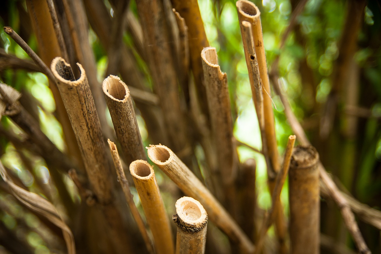 reed  bamboo  plant free photo