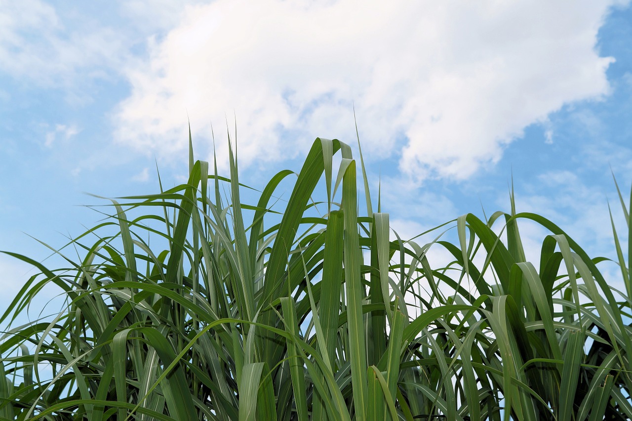 reed grasses nature free photo