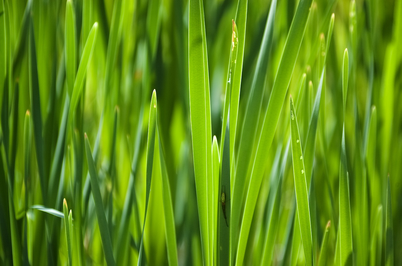 reed  green  plant free photo