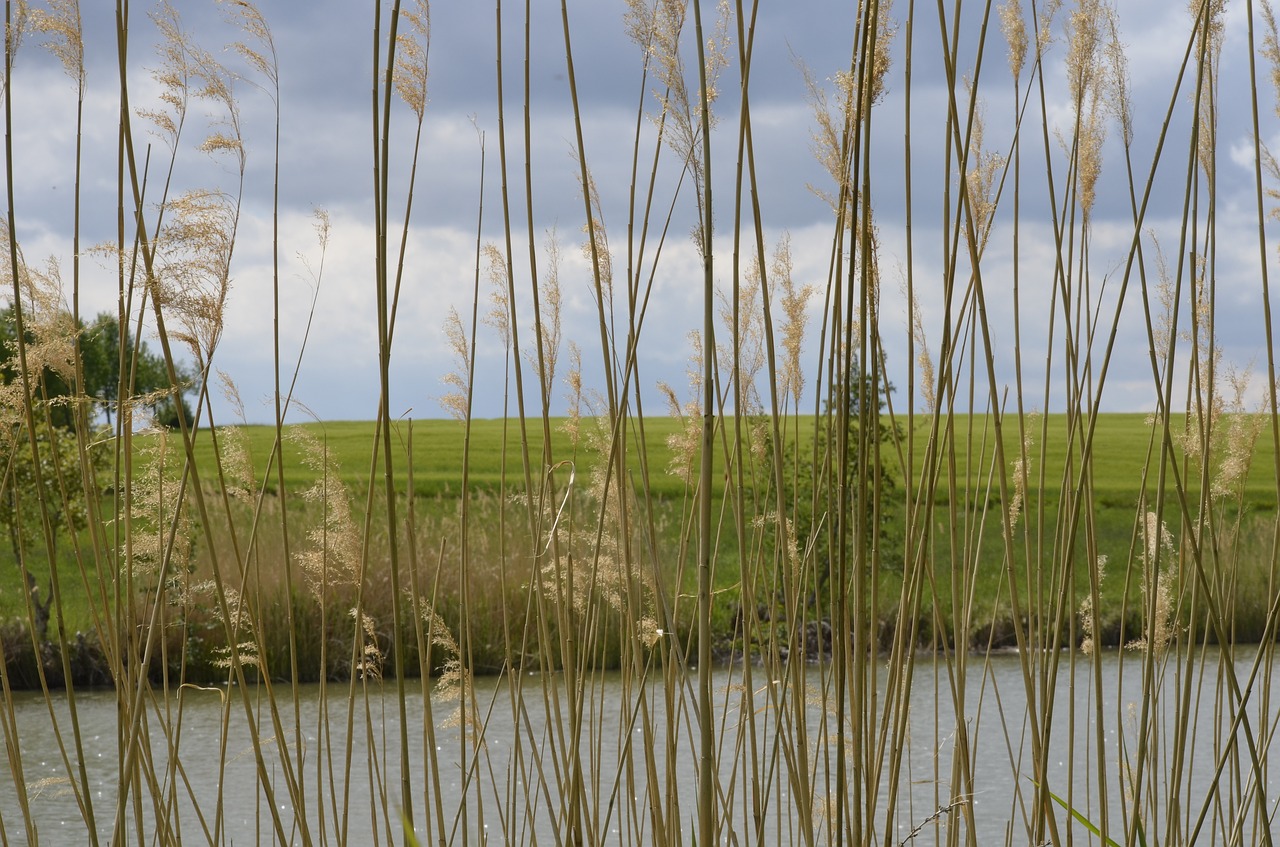 reed  bank  waters free photo