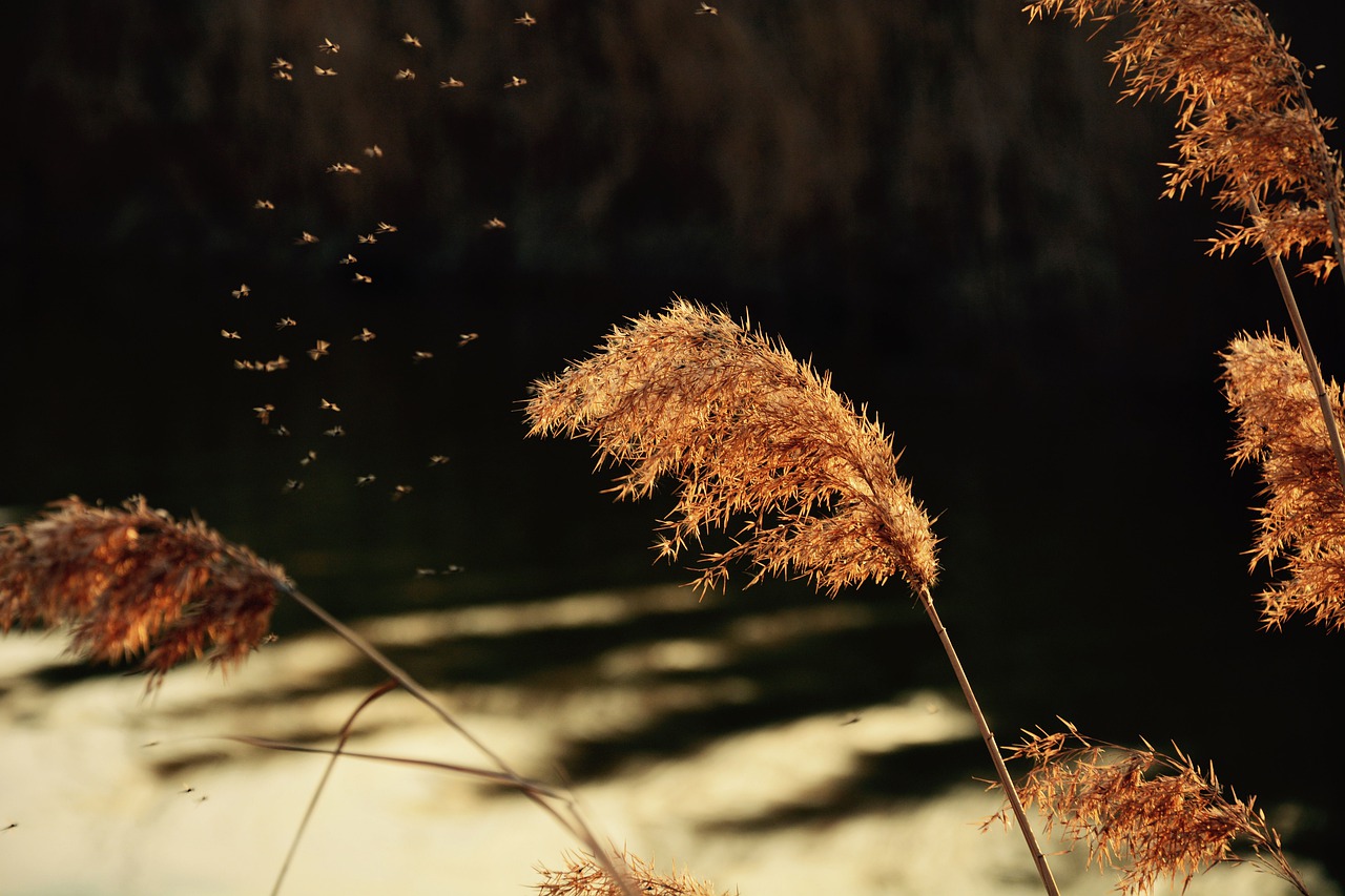 reed  spring  sunset free photo