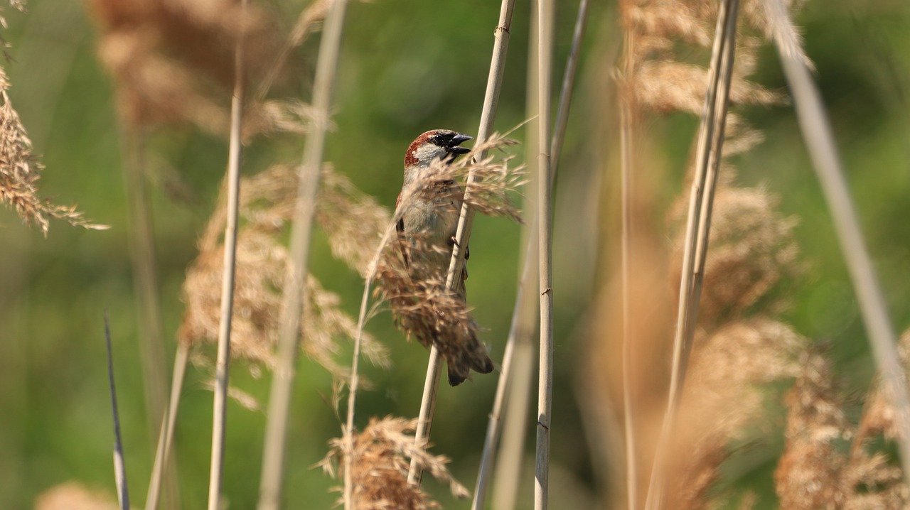 reed  bird  sparrow free photo