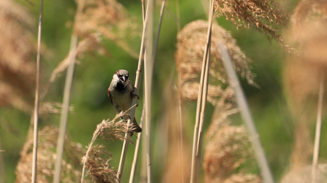 reed  bird  sparrow free photo
