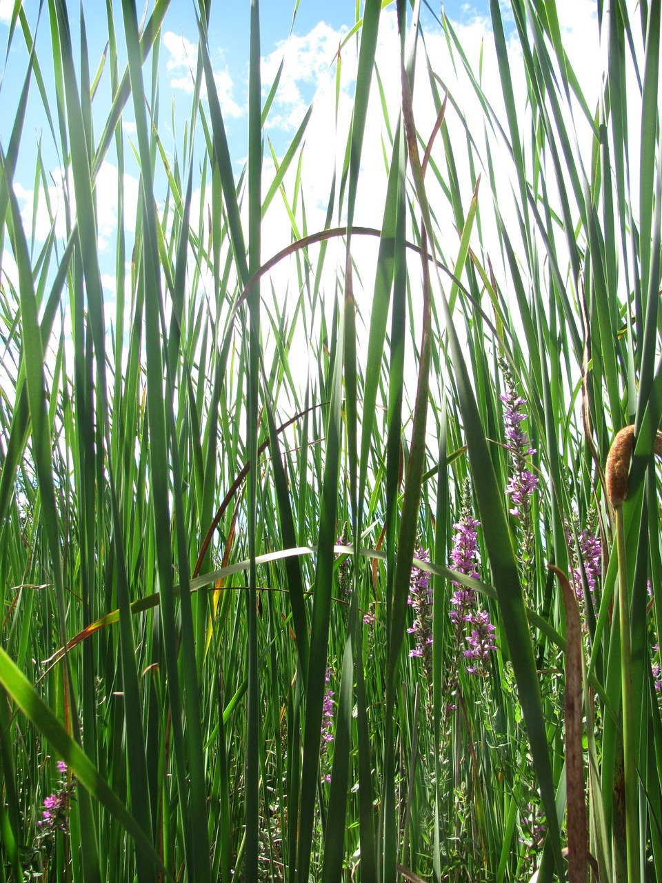 reed leaves plants free photo