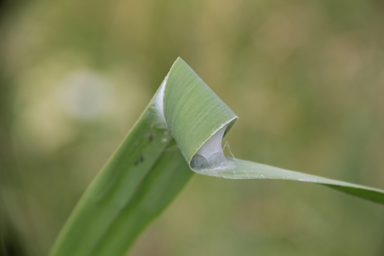 reed insect cocoon free photo