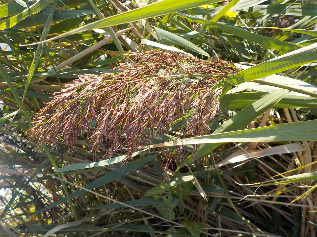 reed grass water free photo