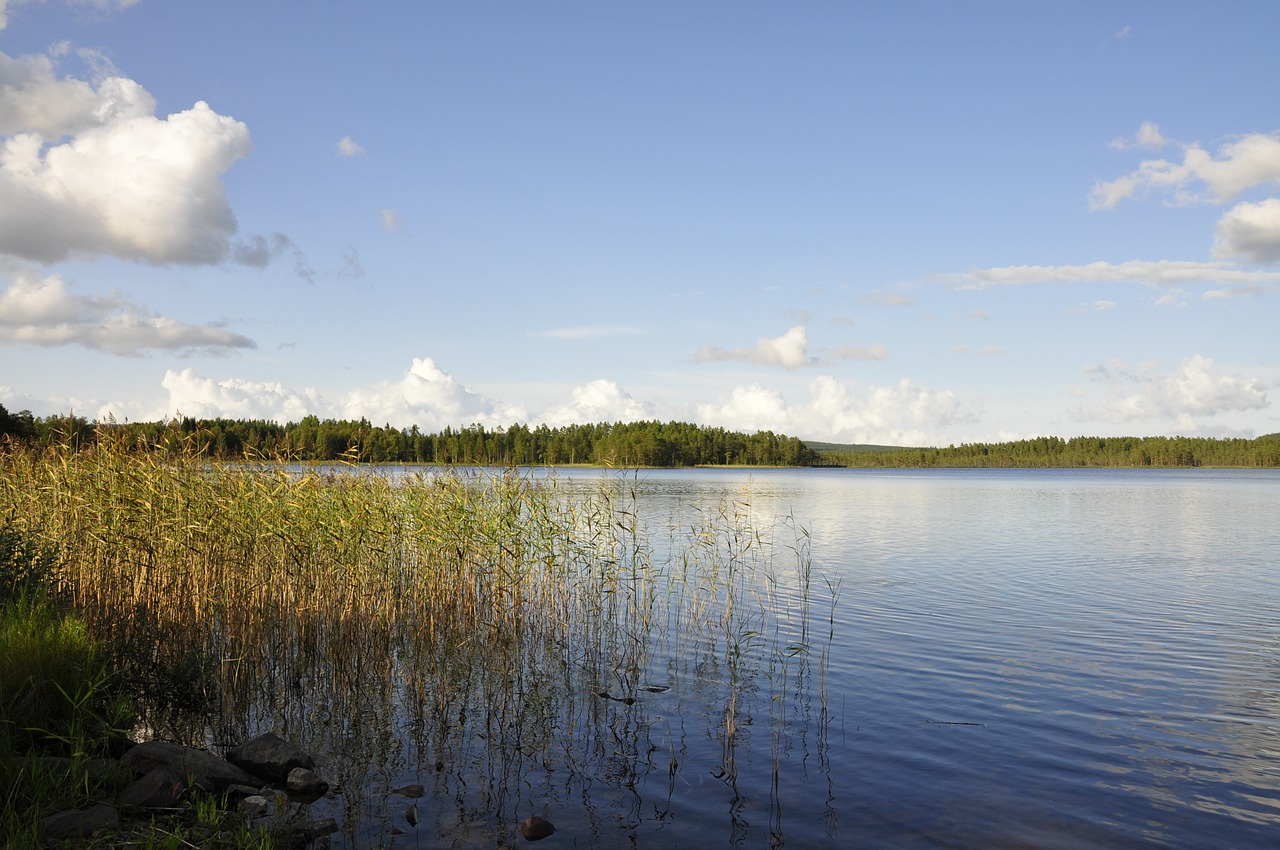 reed water lake free photo