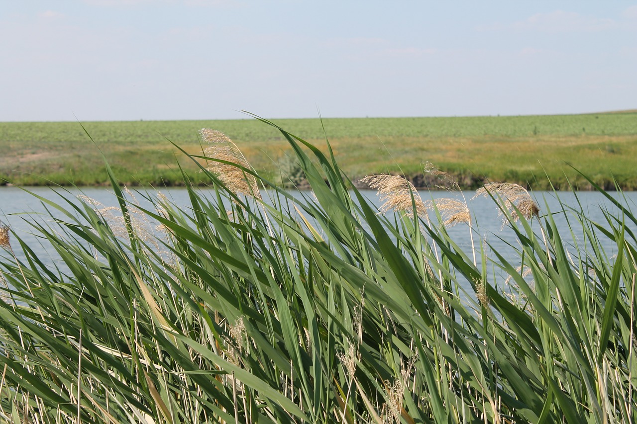 reed grass summer free photo