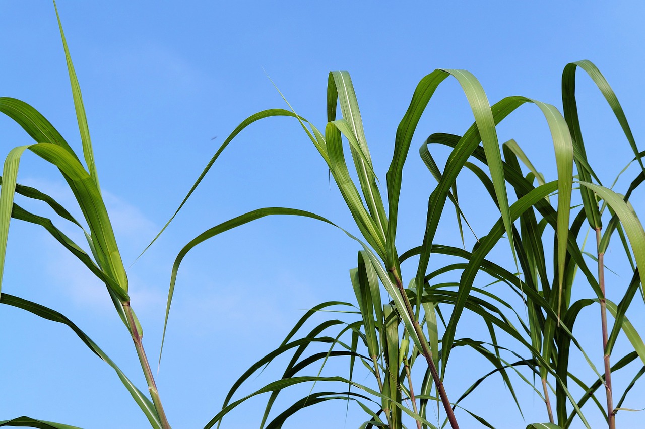 reed grass grasses free photo