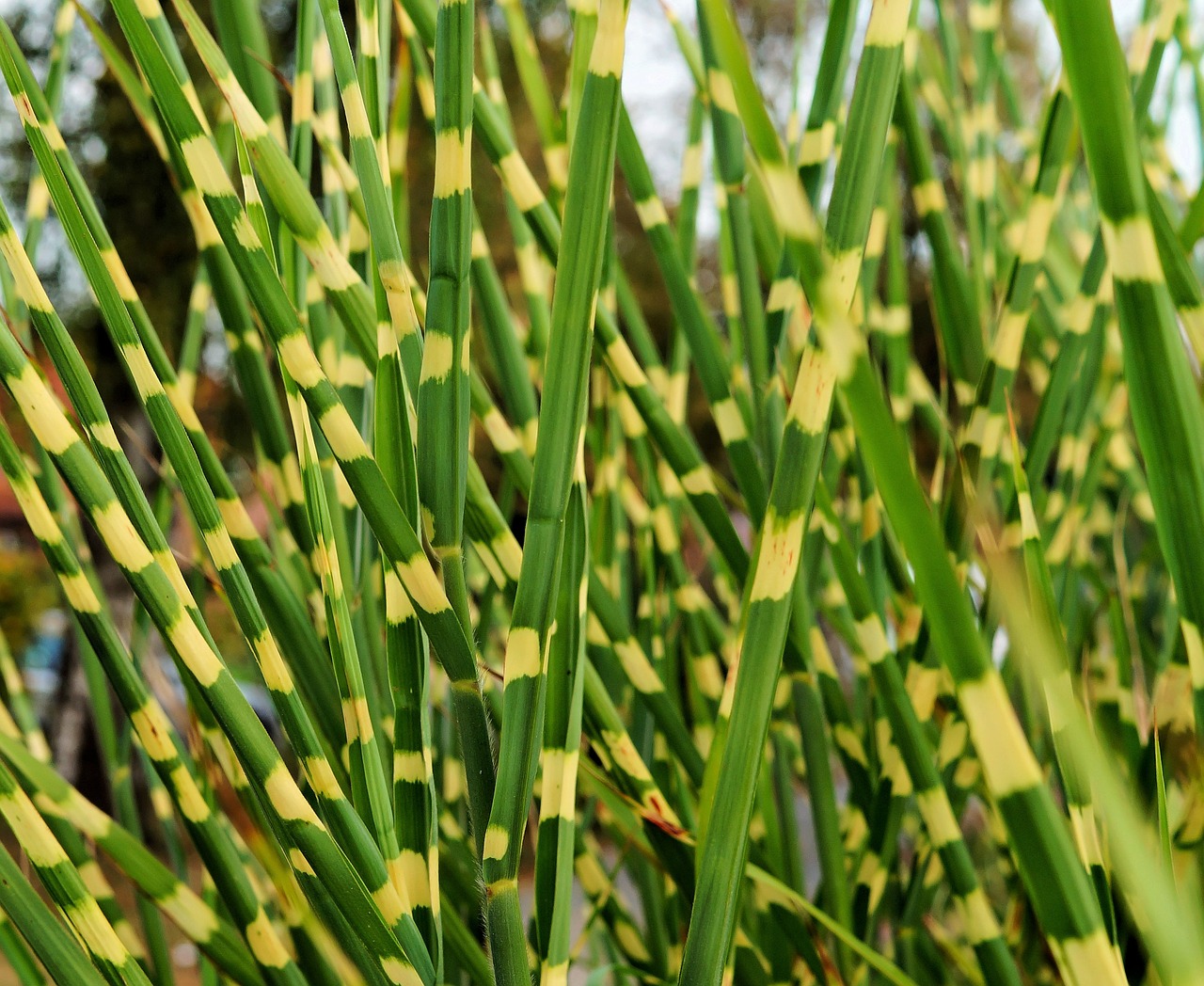 reed bi color colorful free photo