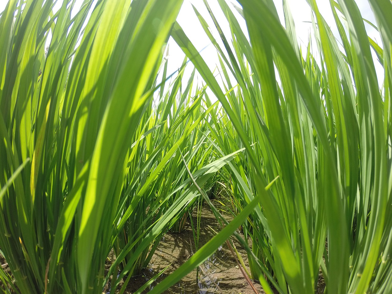 reed grass green free photo