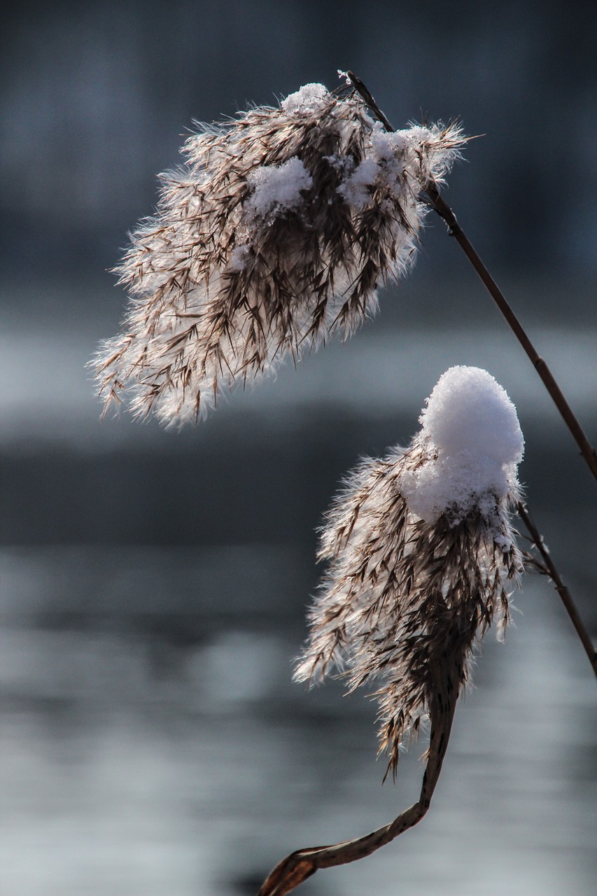 reed grass winter free photo